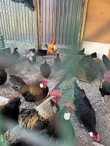 Иттер: На продажу красивые карлики куры петухи в наличии — 3