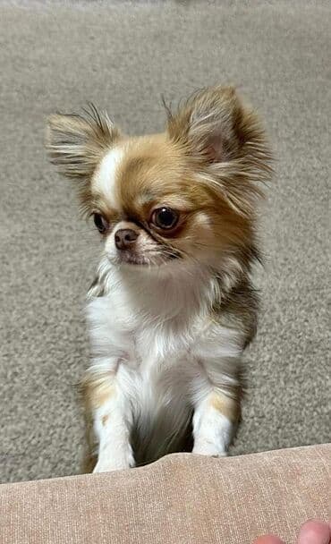 собака алабаи: Чихуахуа, 2 месяца, Самец, С родословной — 4