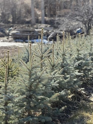 садовая пила: Саженцы деревьев: Ели, Самовывоз — 1