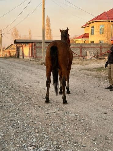 племенные коровы молочные купить: Продаю | Жеребец | Английская | Для разведения | Племенные — 2