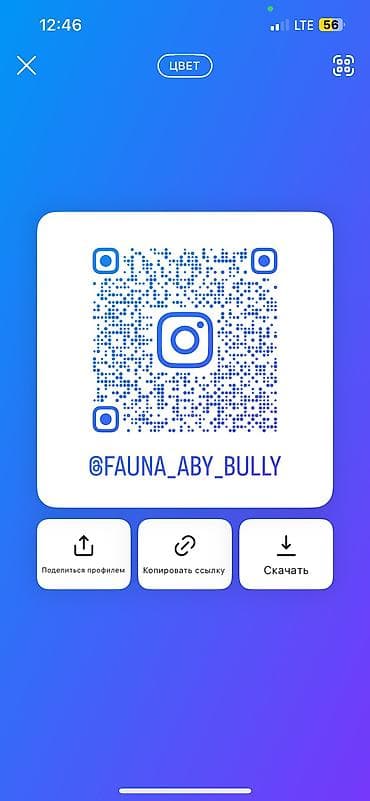 для мышей: Абиссинская породапродаются котята. к лотку приучены будут.все — 9