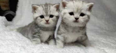 кошка домик: Скотиш Страйт (Шотландская прямоухая), 2 месяца, Девочка — 2