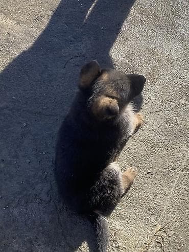 щенки немецкой овчарки купить: Продается щенок немецкой овчарки, щенку почти два месяца — 2