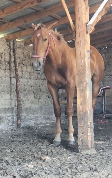 купить черную немецкую овчарку: Продаю | Кобыла (самка) | Рабочий | Мерин — 1