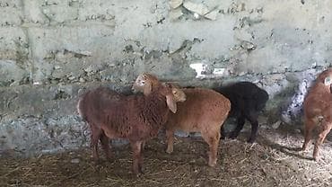 кукуруза местная: Продаю | Ягненок — 5