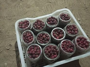 животные птицы: Крыжовник красный в стеклянных банках - Спелые красно-бордовые ягоды — 1