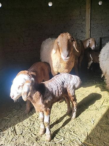 тай сколько стоит: Продаю | Баран (самец) | Гиссарская | Для разведения | Матка — 2