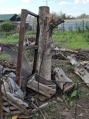 обрезка деревьев: Продам на свал орех с самовывозом — 6