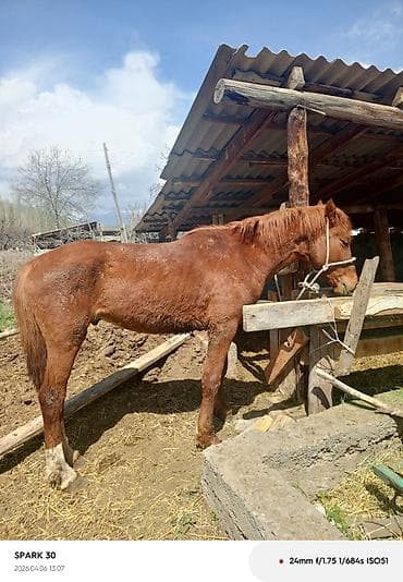 голуби животные: Продаю | Жеребец | Рабочий — 1