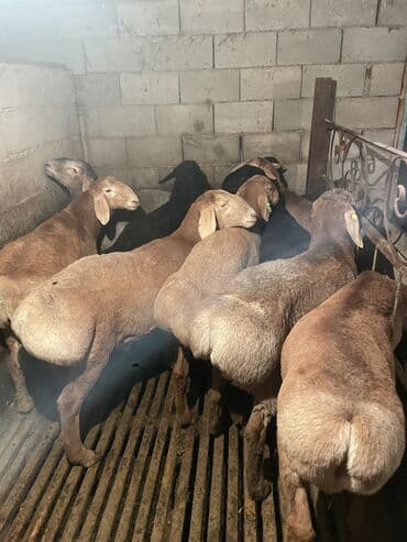 племенные коровы молочные купить: Продаю | Ягненок | Полукровка | На забой | Племенные — 3