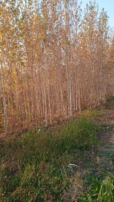 саженцы живой изгороди купить: Көчөттөр дарактардын: Клёндор — 8