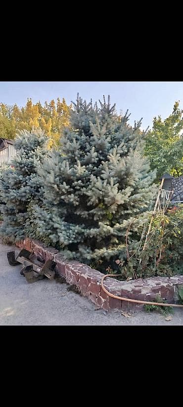 тянь шань: Продаю голубую ель — 2