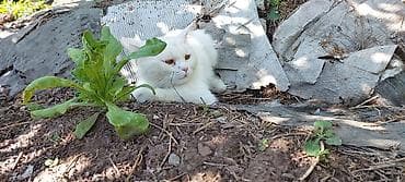 животные купить: 1 год, Мальчик, Приучена к лотку, Метис — 2