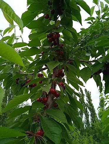 грибы вешанки: Саженцы черешни (вишни сладкой) - Порода: черешня. На фото — — 2