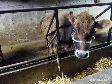 каровы кировское: Продаю | Корова (самка) | Полукровка | Для молока | Привязанные — 2