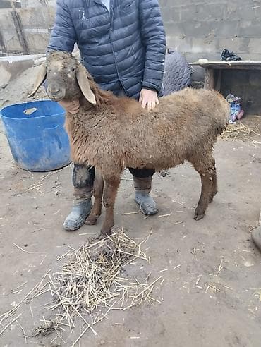 Продаю | Овца (самка) | Для разведения