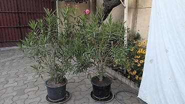 лавр дерево: Олеандр (Nerium oleander) в горшке - Декоративный вечнозеленый куст с — 3
