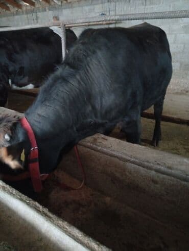 племенные коровы молочные купить: Продаю | Корова (самка) | Для молока | Стельные — 10