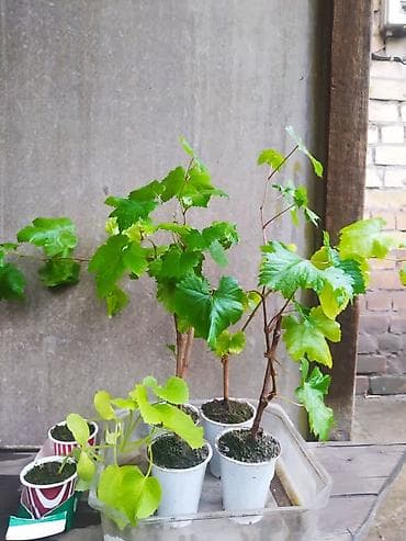 Үй жана бакча: Саженцы винограда в стаканчиках - Черенки укоренённые в — 7