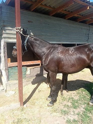 Животные: Продаю | Конь (самец) | Рабочий — 1