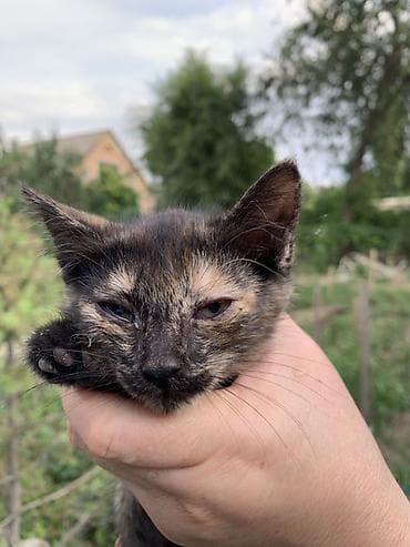 кошки балыкчы: Котята забавной «черепаховой» окраски и классический чёрный Описание — 3