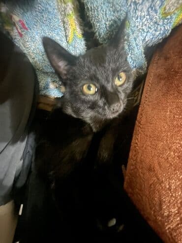 шотландская мраморная кошка: Котята домашние, ласковые и игривые. - Окрас: один полностью чёрный с — 1