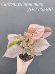 живые растения в аквариум купить: ● Комнатные растения (укоренённые черенки, молодые растения, взрослые — 14