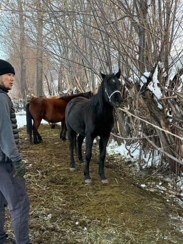 продаю в связи с переездом: Сатам | Бээ (ургаачы) | Жумушка — 1