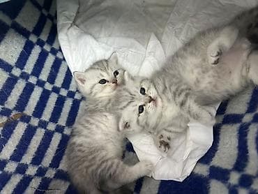 Мышыктар: Шотландские котята (скоттиш) серебристого окраса - Пол: есть мальчик — 6