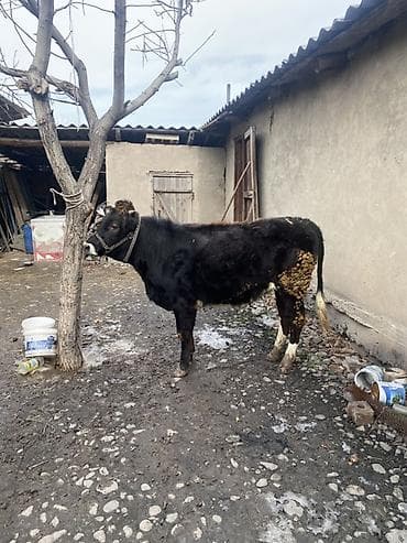 бык герафорд: Продаю | Корова (самка), Бык (самец), Тёлка | На откорм | Привязанные — 4