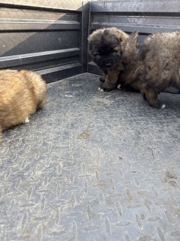 продам щенка овчарки: Щенки Кавказкой овчарки.больше месяца. Прививка еще не сделано — 5