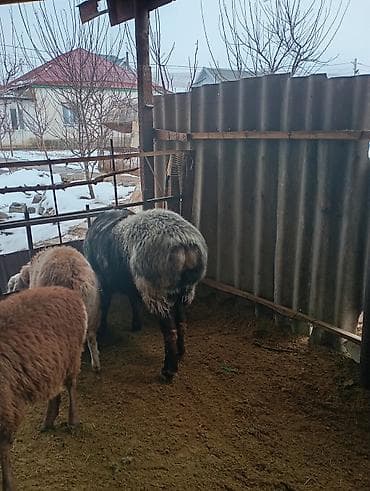 Грызуны: Продаю | Баран (самец) | Для разведения | Осеменитель — 4