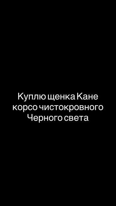 Животные: Куплю щенка породы кане корсо. Интересует чистокровный щенок черного — 1