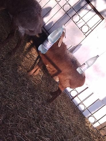 Башка жаныбарлар: Сатам | Ургаачы кой (ургаачы) | Эдильбай | Көбөйтүү үчүн | Ургаачы — 2