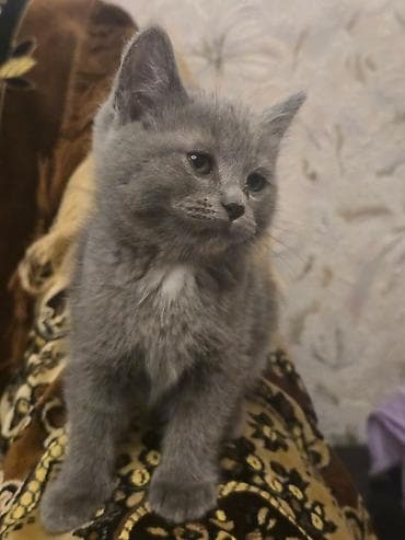 шотландские кошки: Скотиш Фолд (Шотландская вислоухая), 1 месяц, Мальчик, Серый — 4