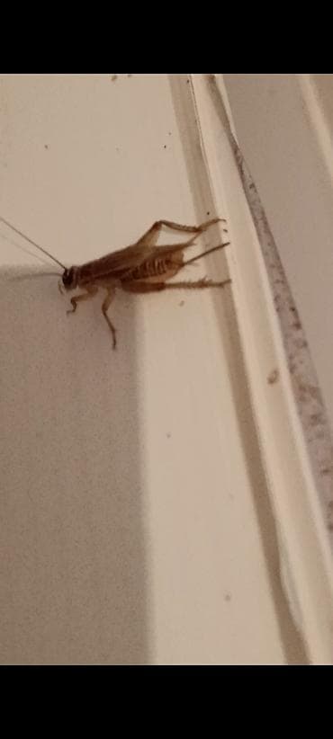 жом цена: Продаю живых сверчков. Чегирткелерди сатам. Цена 10 -сом/шт. Порода — 5