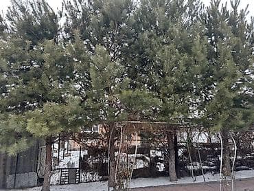 Ашкана буюмдары: Көчөттөр дарактардын: Кызыл карагайлар — 1