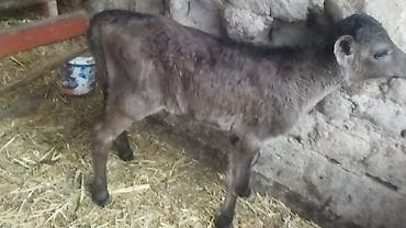 коровы симентал: Продаю | Тёлка | Полукровка | На откорм — 9