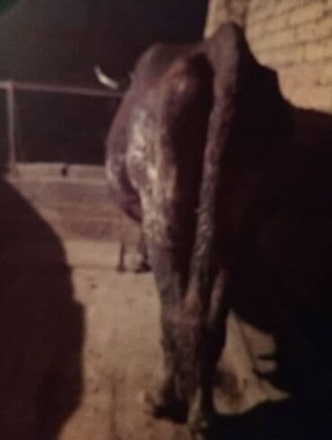 Собаки: Продаю | Корова (самка) | Для разведения | Привязанные — 4