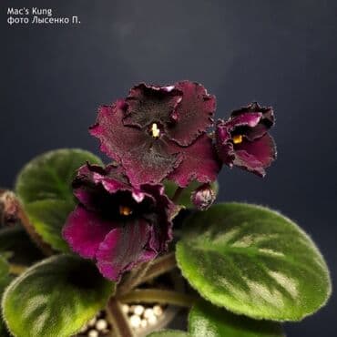 полив система: В продаже детки,пасынки сортовых мини и полумини фиалок 🌺🌿🌺 — 26