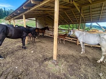 обмотка на фикс: Подарите себе недели здоровья и тишины в «Салкын-Тор» 🌿🥛 Наше тело — 7