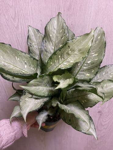 растения аквариумные купить: Коллекция комнатных растений и черенков: - Сансевиерии (сансевьера — 10