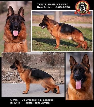 Питомник Temir Haus Kennel — помет немецкой овчарки от 08.03.2026