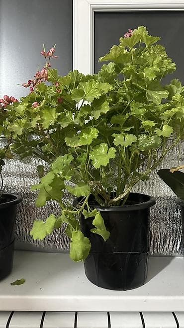 искусственные пальмы: Комнатные растения в горшках. 1) Фикус эластика (каучуконосный, сорт — 3