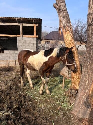 тайлар ат: Сатам | Тай | Жумушка — 10