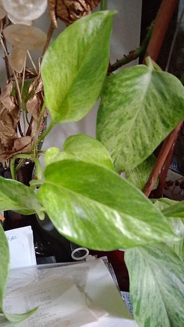 Филодендрондор: Комнатные растения — коллекция из нескольких видов )гипеаструм-500с — 10