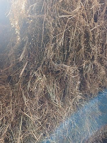 Цено эспарцет тюки