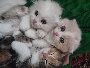 пит: Шотландские котята (вислоухие/страйт от вислоухой кошки) - Помёт от — 3