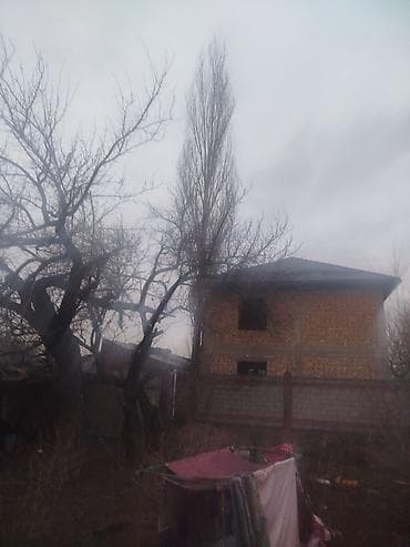 спецодежда рабочая: Саженцы деревьев: Тополя — 3