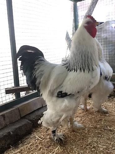 Продаю | Петух | Брама at lalafo.kg Продаю | Петух | Брама